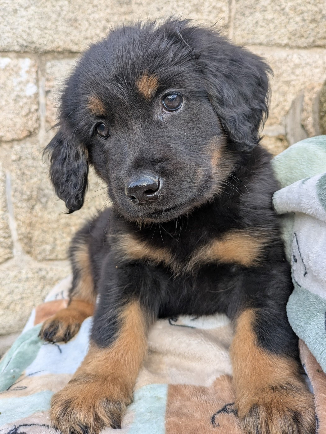 Un petit mâle noir et feu disponible !