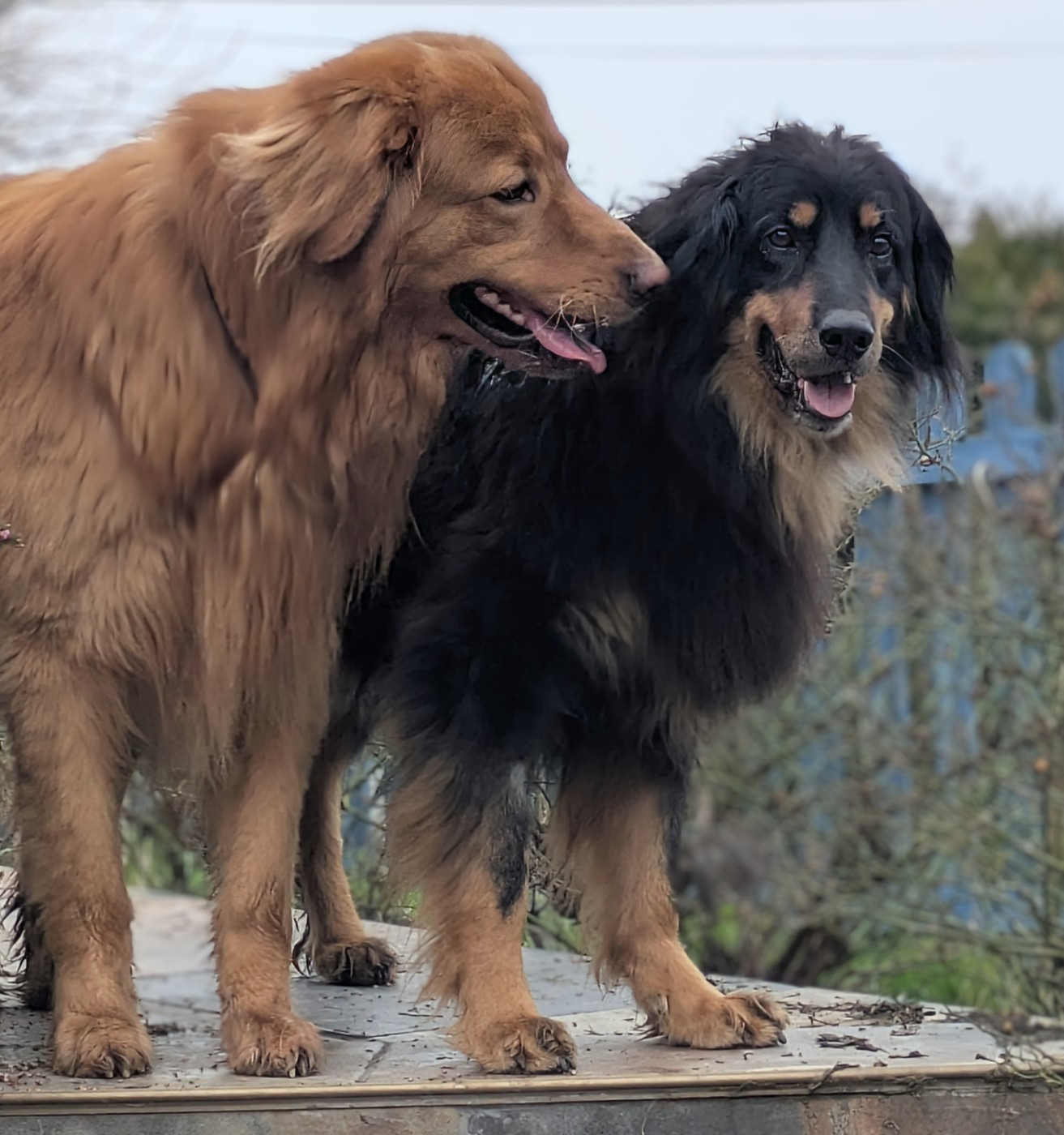 Des Bébés pour ORLA et TIDJI