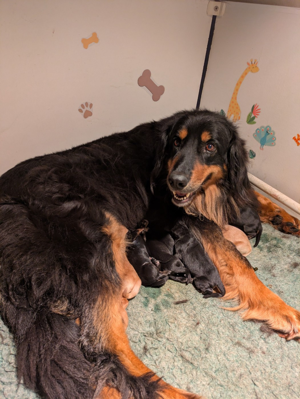 Les bébés d'Orla et Tidji sont là !