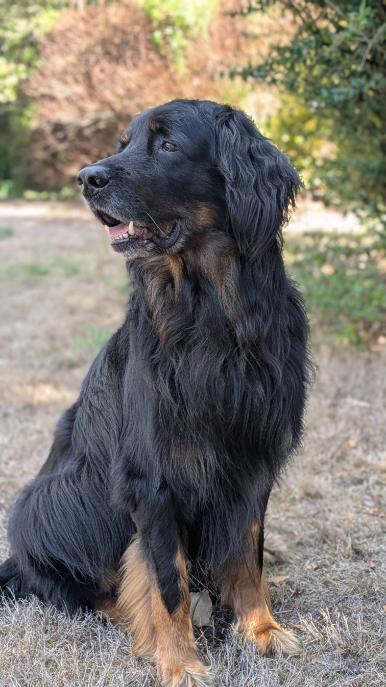 Joyeux Anniversaire Sirius !