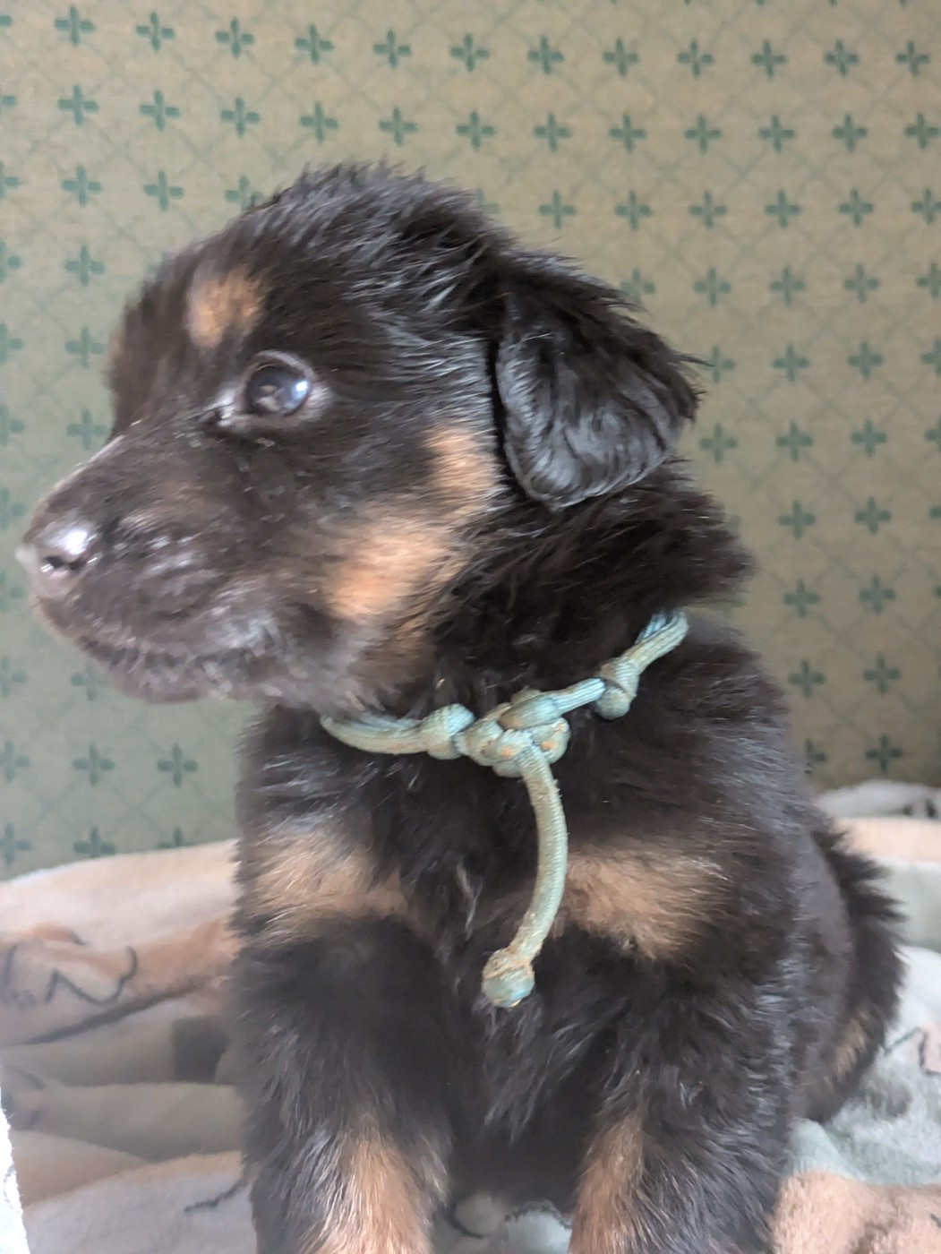 des Landes de Kerloggan - Chiots disponibles - Hovawart