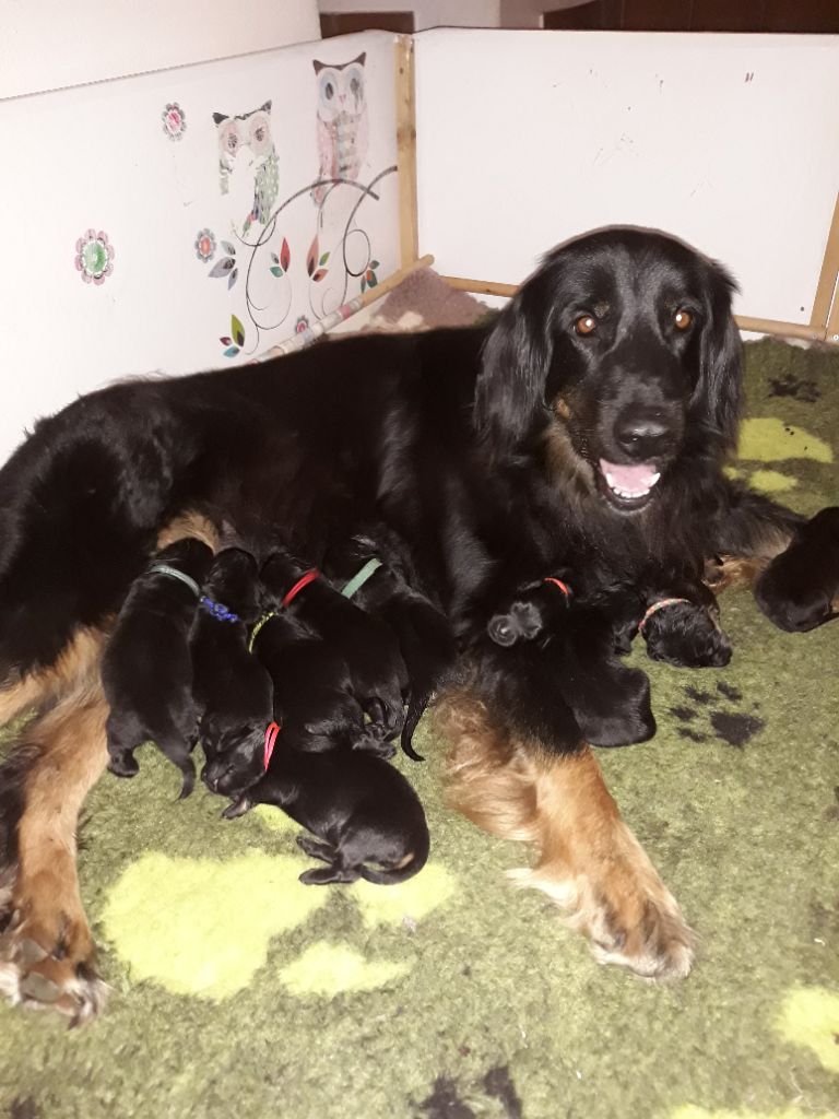 Chiot Hovawart des Landes de Kerloggan