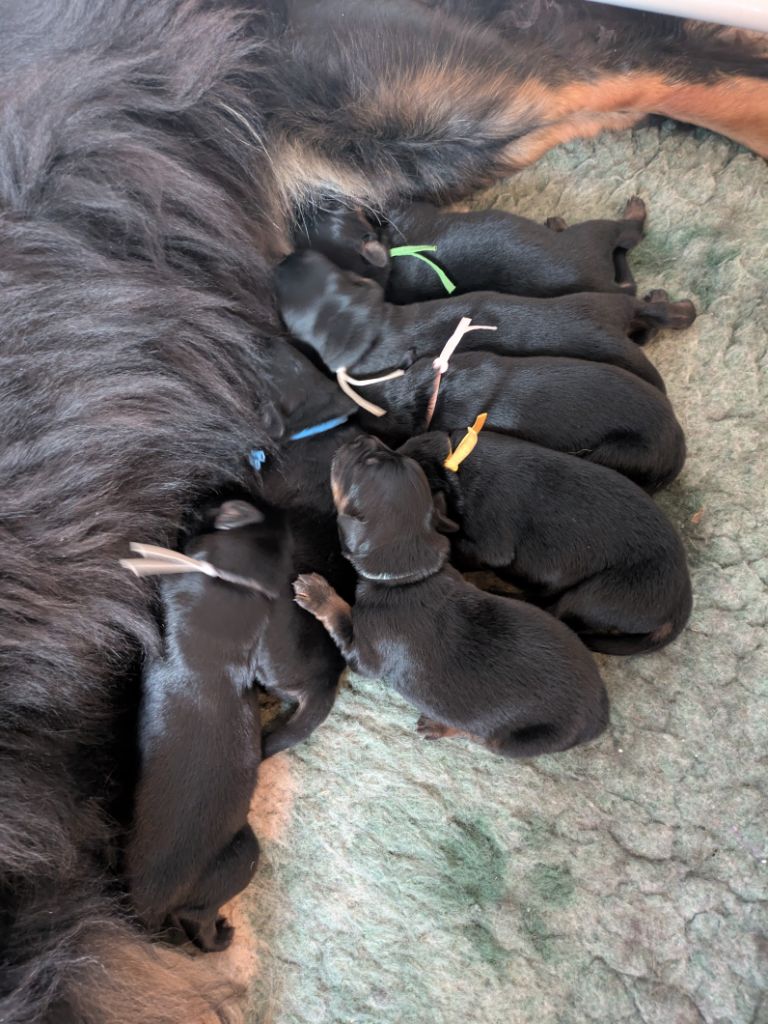 Chiot Hovawart des Landes de Kerloggan