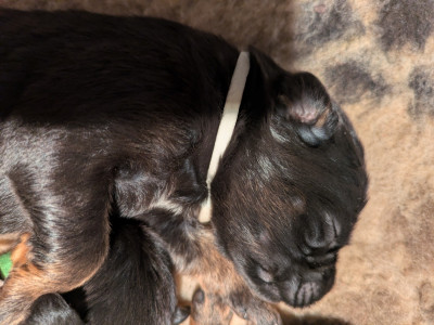 CHIOT 4 Noir et feu