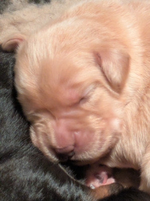 CHIOT 6 blond