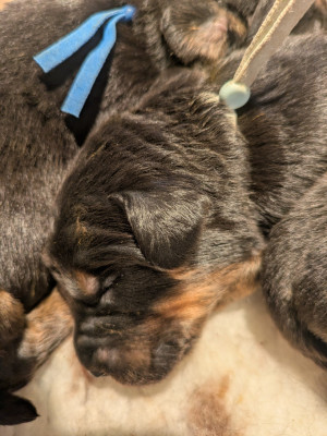 CHIOT 9 Noir et feu