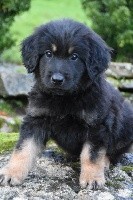 PONGO