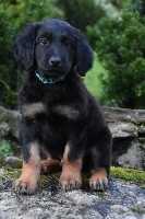 PEPPER
