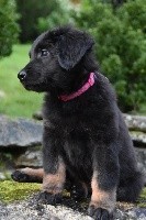PHOLIE