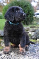PIPER